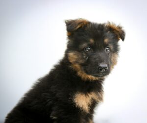 German Shepherd Pup